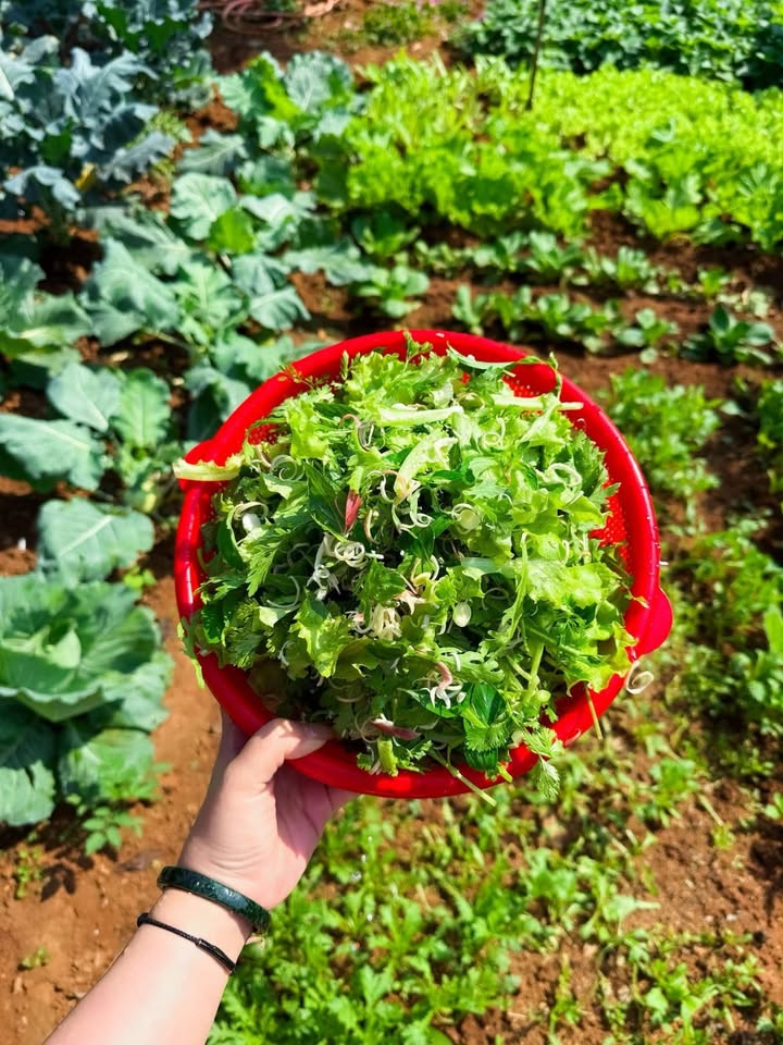 Đất nền 140m² tại Cửa Tùng, Quảng Trị chỉ 100 triệu - Cơ hội đầu tư sinh lời nhanh!