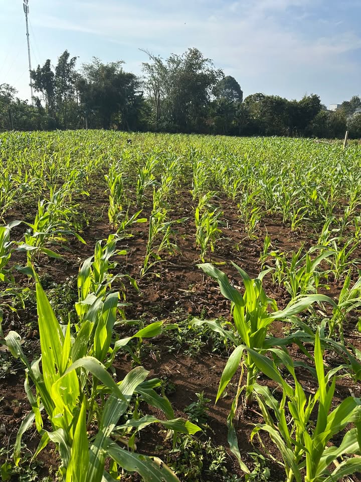 Đất nền thổ cư 3666m² xã Ea Phê, huyện Krông Pắc - Giá chỉ 400 triệu VND!