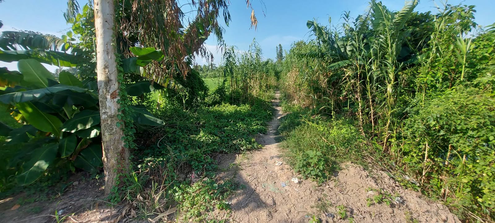 Đất lúa 2.000m² Phường Mỹ Xuyên giá thỏa thuận - Tiềm năng phát triển vượt bậc!