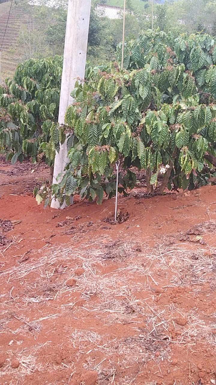 Đất thổ cư Phường 8 Đà Lạt 1.7ha giá 7.5 tỷ - Cơ hội đầu tư tuyệt vời!