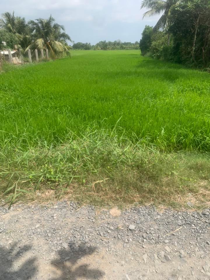 Đất nền xã Mỹ Hòa, Ba Tri, Bến Tre 31.000m² - Mặt lộ đá, giá chỉ 790 triệu!