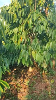 Đất Farm 2160m² mặt tiền bê tông tại Kiến Đức - Đắk Nông, giá 2 tỷ - Đầu tư sinh lời ngay!