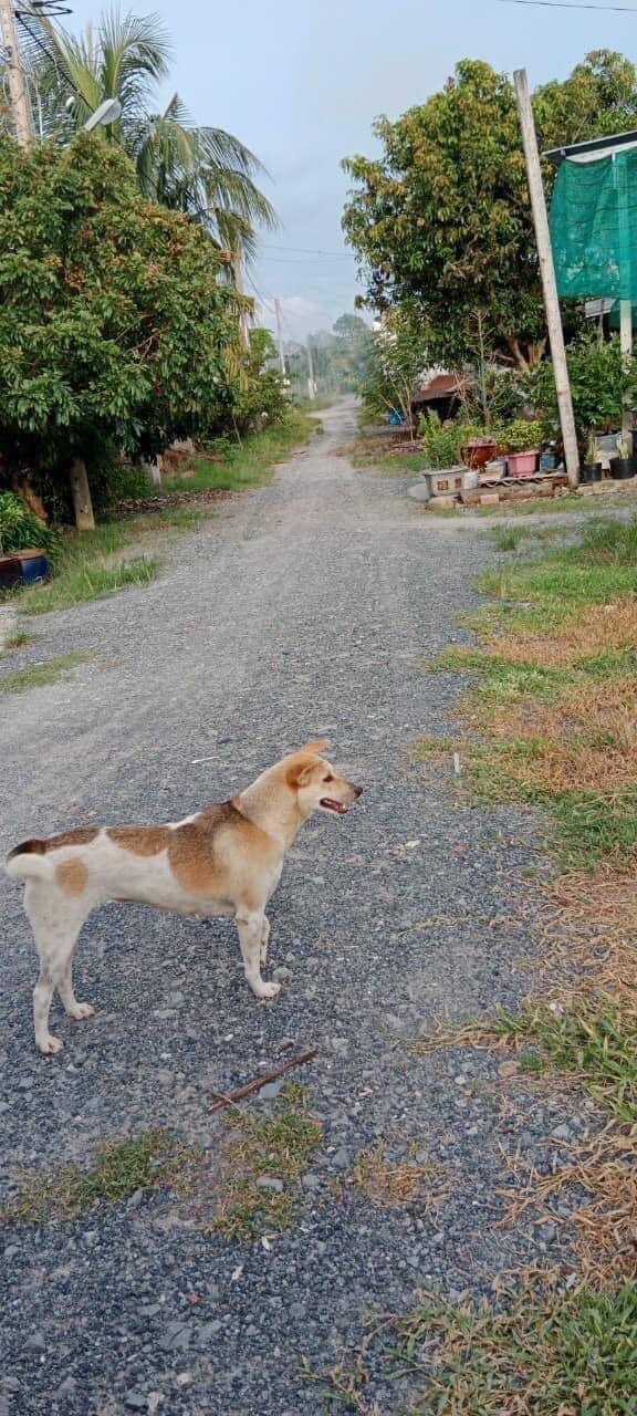 Đất thổ cư 88m² hẻm 15A đường Trường Đông, Hòa Thành - Giá chỉ 887 triệu!