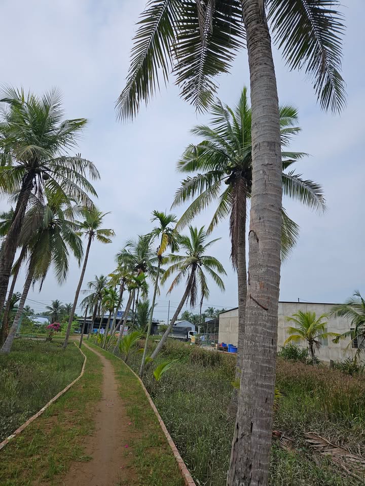 Đất nền 588m² QL60 Mỏ Cày Nam giá chỉ 1.528 tỷ - Sổ hồng chính chủ ngay!