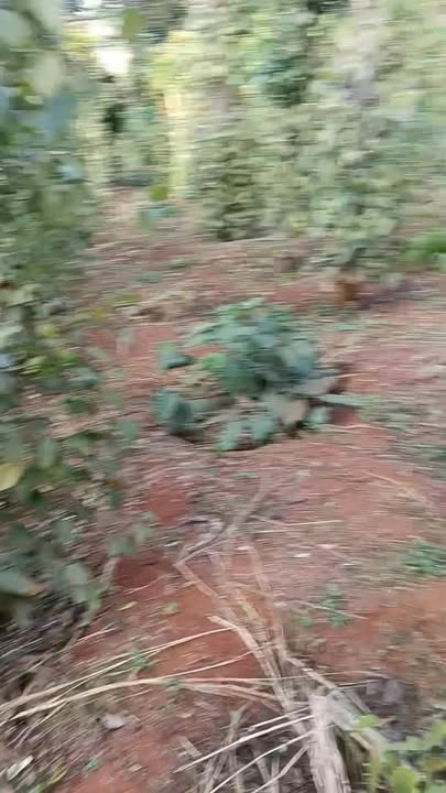 Đất nền 12.000m² Làng Dao Bonmer, Xã Đắk R'Tíh giá 1.45 tỷ - Cơ hội đầu tư hấp dẫn!