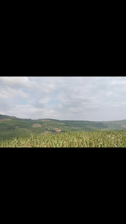 Đất nông nghiệp tại Thôn Lam Sơn, Tuy An, Phú Yên 1323m² - Giá chỉ 240 triệu thương lượng!