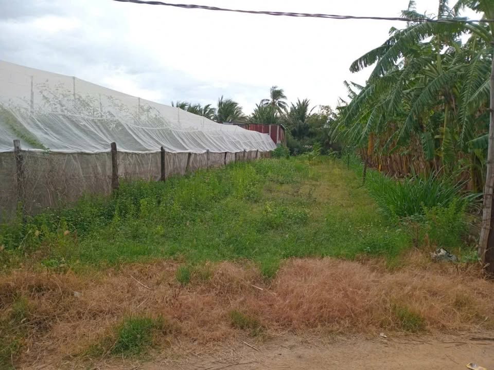 Lô đất CLN 300m² tại Đô Vinh, Ninh Thuận - Giá 400 triệu, vị trí đẹp