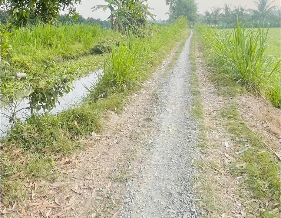 Đất đẹp Trung Thành Vĩnh Long 6000m² giá 1.5 tỷ - Cơ hội đầu tư hiếm có!