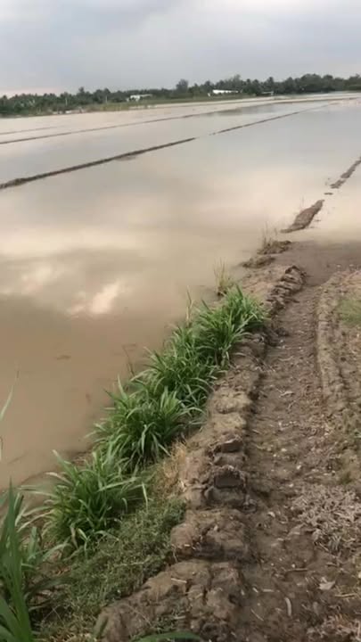 Đất nền mặt tiền xã Phú Quới, 1680m² giá 720 triệu - Cơ hội đầu tư hấp dẫn!