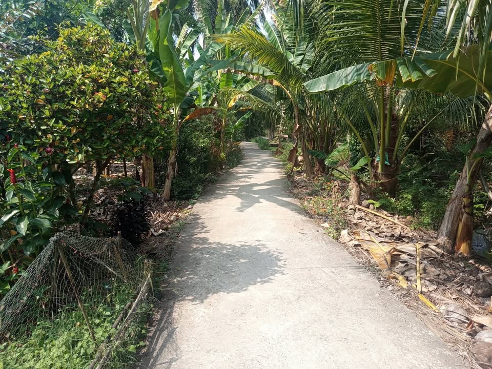 Đất nông nghiệp 1500m² tại Phong Nẫm, Giồng Trôm giá 750 triệu - Chính chủ bán gấp!