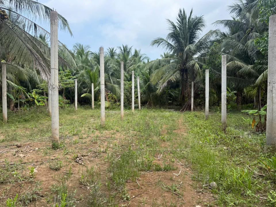 Đất vườn dừa xã Tân Thành Bình, 14.000m² giá 400 triệu - Cơ hội đầu tư hấp dẫn!