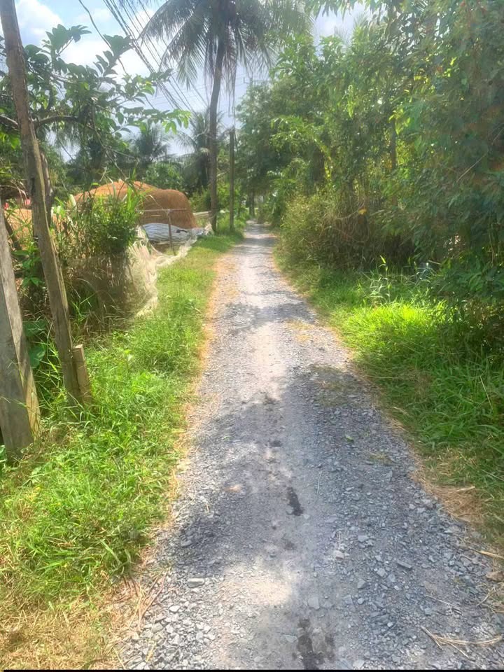 Đất vườn Mỹ Chánh, Ba Tri 11160m² giá 790 triệu - Pháp lý rõ ràng, thương lượng tốt!