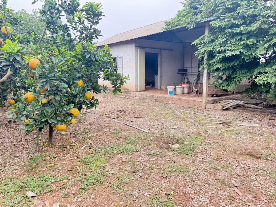 Đất nông nghiệp 2600m² mặt tiền 50m, giá chỉ 2.6 tỷ - Cơ hội vàng cho nhà đầu tư