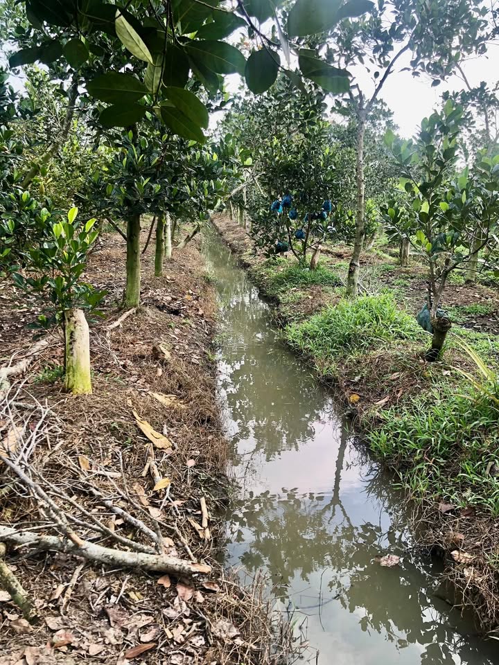 Đất đẹp mặt tiền đường lộ đá bi, xã Nguyễn Văn Thảnh, 12,178m² giá 2.79 tỷ - Đầu tư sinh lời!