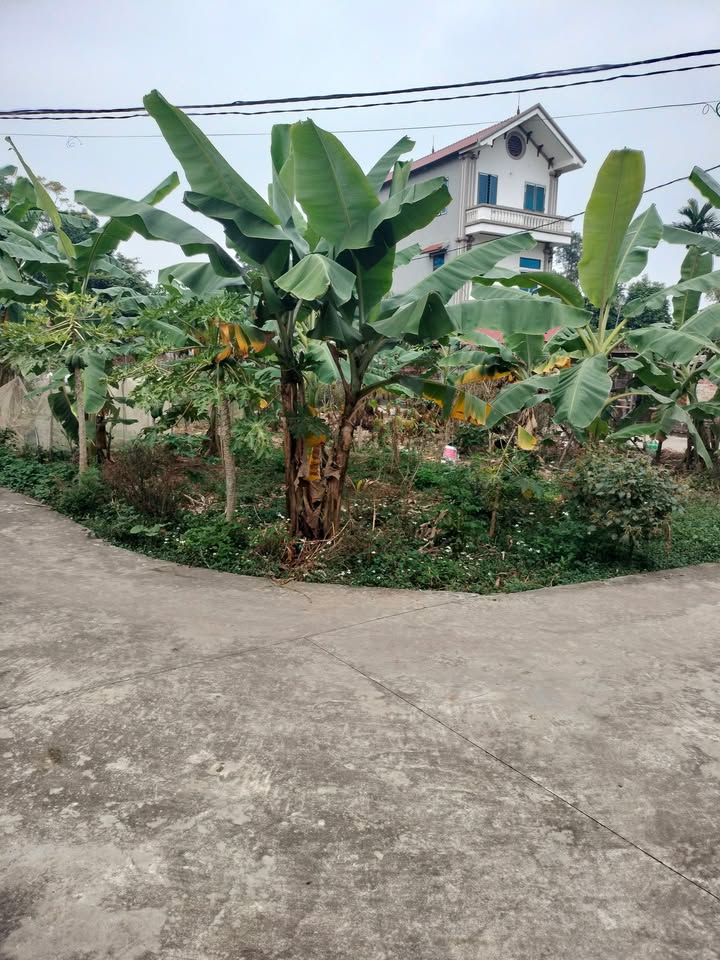 Đất thổ cư Thôn Bùi, Xã Ngọc Thiện, Huyện Tân Yên, 125m² giá 400 triệu - Cơ hội đầu tư hiếm có!