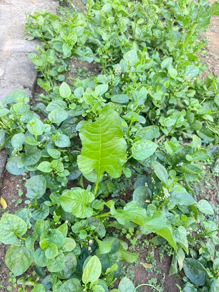 Đất nền Phường Quảng Đông, Thanh Hóa 100m² giá 1.6 tỷ - Chính chủ bán gấp!