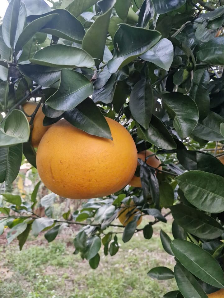 Lô đất tại Phường Chũ, Bắc Giang 230m² giá 600 triệu - Cơ hội đầu tư hiếm có!