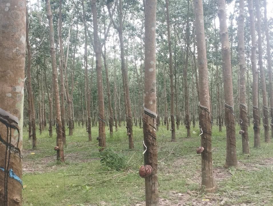 Đất nông nghiệp 1,4 mẫu tại Tân Thành, Đức Trọng - Giá chỉ 970 triệu VND