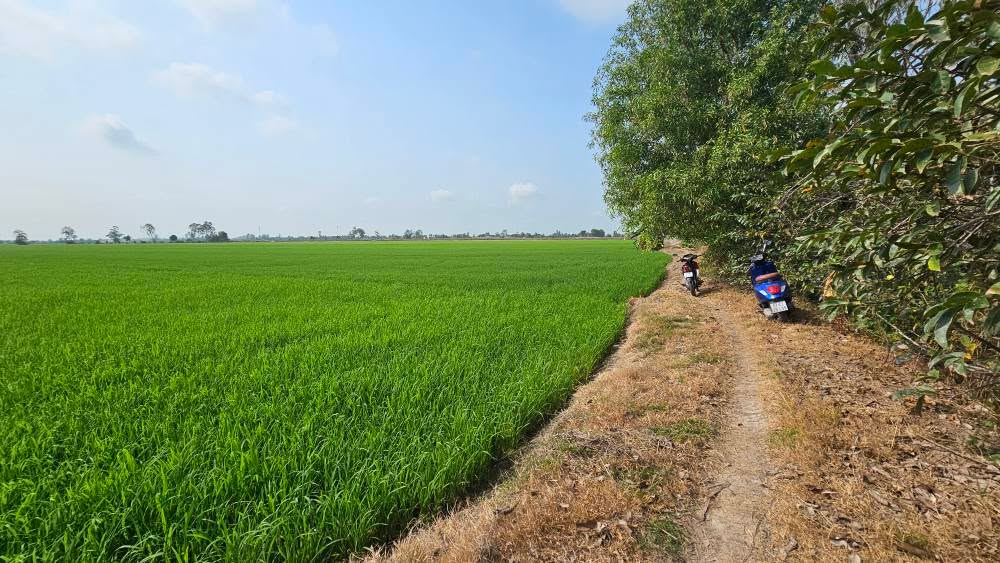 Đất Ruộng 15 Công Kênh T14, Định Thành, Thoại Sơn - Giá Chỉ Từ 100 Triệu/Công!