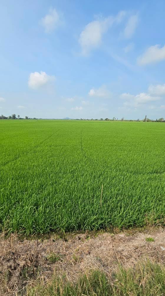 Đất ruộng 19 công tại Kênh T6, Vĩnh Phú, Thoại Sơn - Chỉ 2.66 tỷ!