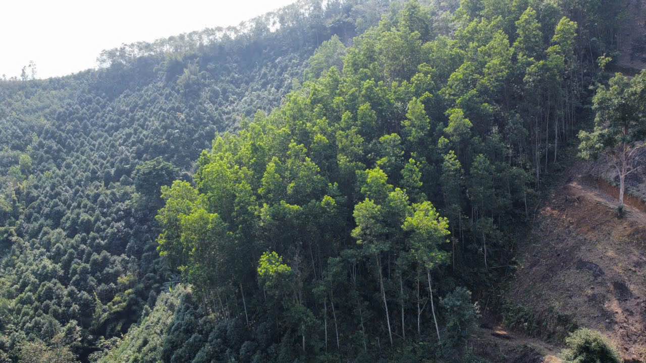 Đất rừng sản xuất xã Quảng Chu, Bắc Kạn 6ha - Giá thỏa thuận, tiềm năng phát triển