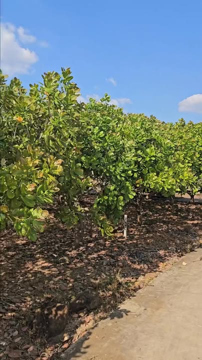 Đất vườn ven sông Thanh Hòa 2800m² giá chỉ 325 triệu - Đầu tư sinh lời ngay!