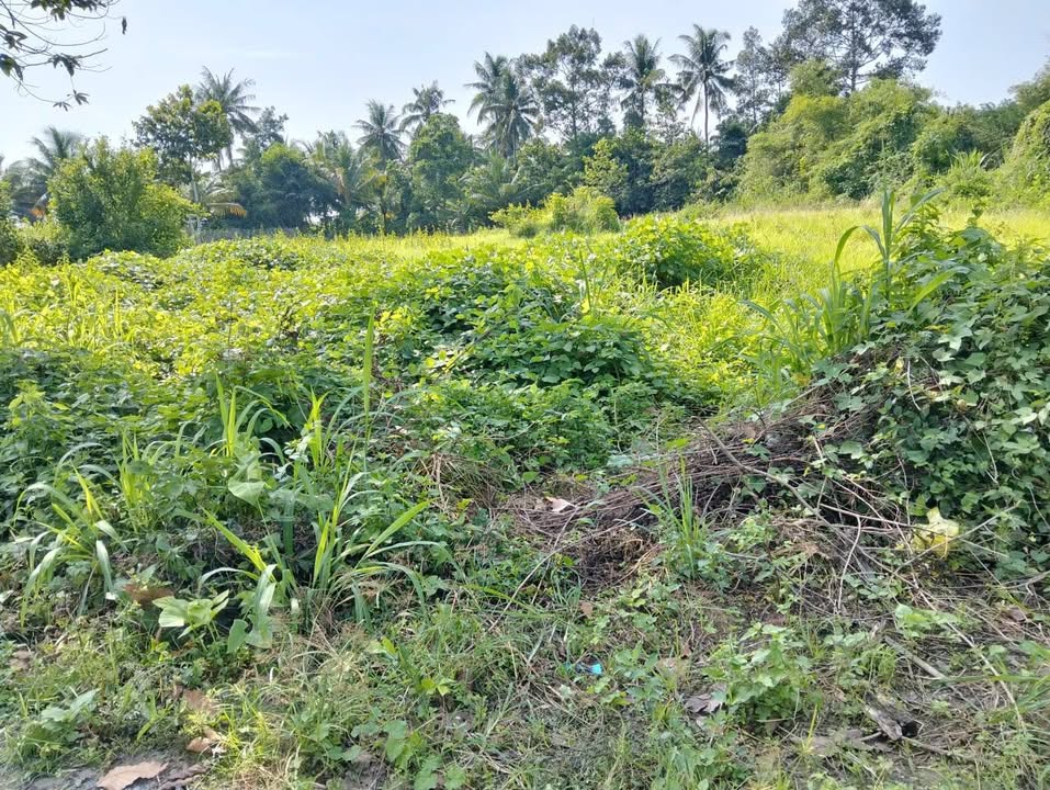 Đất nền Duyên Hải Trà Vinh 1368m² giá 699 triệu - Thích hợp xây dựng công ty hoặc khu nghỉ dưỡng!