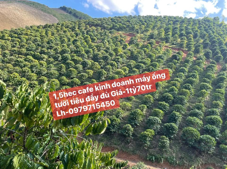 Farm Kinh Doanh Cafe 1,5ha Tại Xã Quảng Hoà, Đắk Nông - Giá 1,7 Tỷ