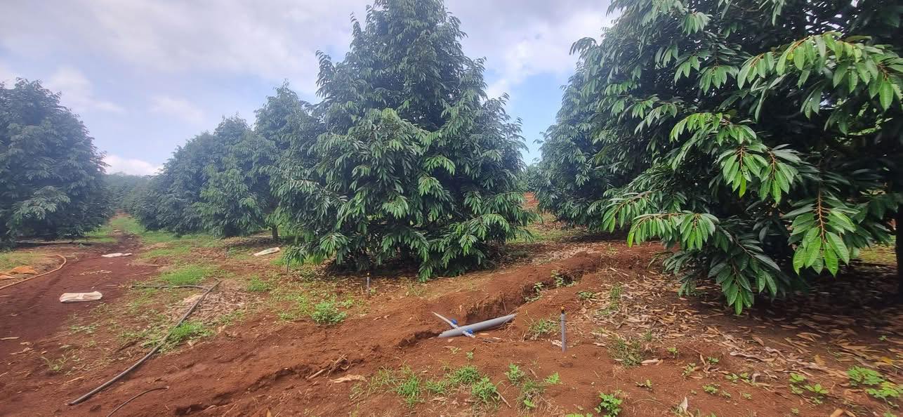 Đất nông nghiệp 2,6ha tại Ma Đa Guôi, Đạ Huoai chỉ 4 tỷ - Cơ hội đầu tư hấp dẫn!