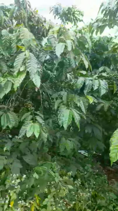 Đất nền 1.7ha tại Lộc Thắng, Bảo Lâm giá chỉ 340 triệu - Cơ hội đầu tư tuyệt vời!