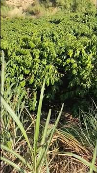 Đất nền 1.6ha xã Tân Lâm, huyện Di Linh chỉ 3.2 tỷ - Vị trí đẹp, đầu tư sinh lời!