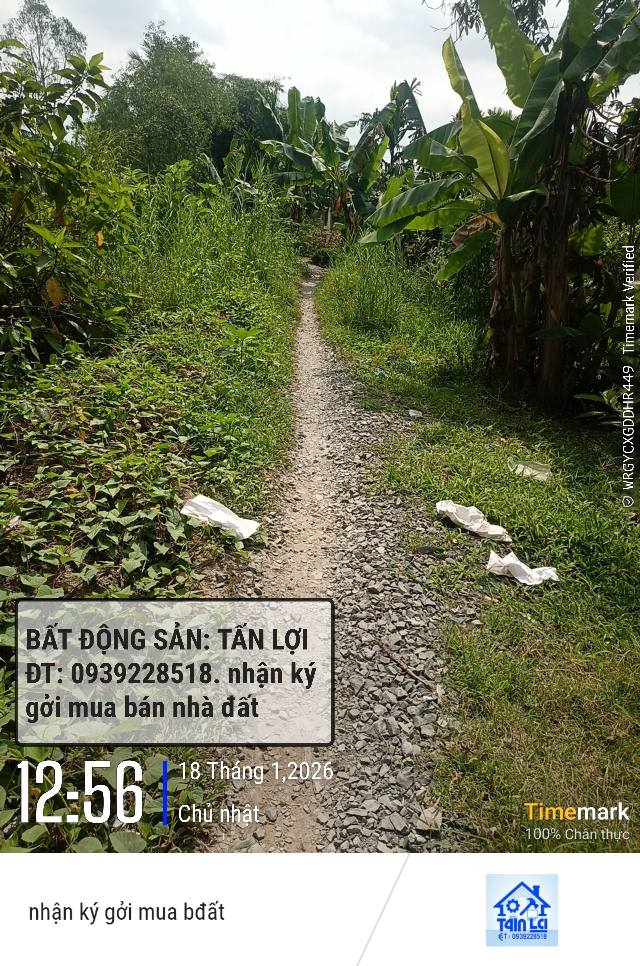 Đất vườn 3000m² tại xã Phú Hữu, Cần Thơ - Sổ hồng chính chủ, giá tốt