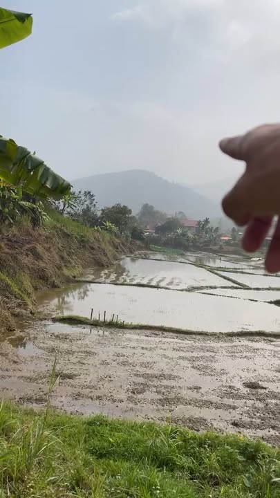 Đất vườn 1.6ha tại Xã Văn Miếu, Huyện Thanh Sơn - Giá chỉ 1 tỷ VND!