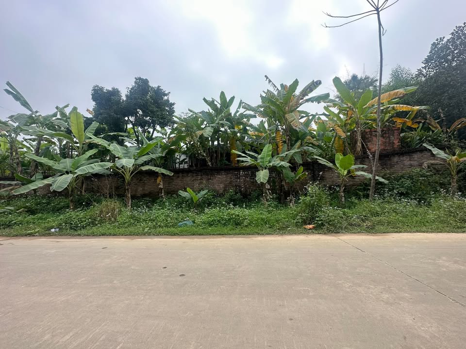 Đất nền mặt đường bê tông tại Việt Trì, Phú Thọ 280m² - Cơ hội đầu tư sinh lời!