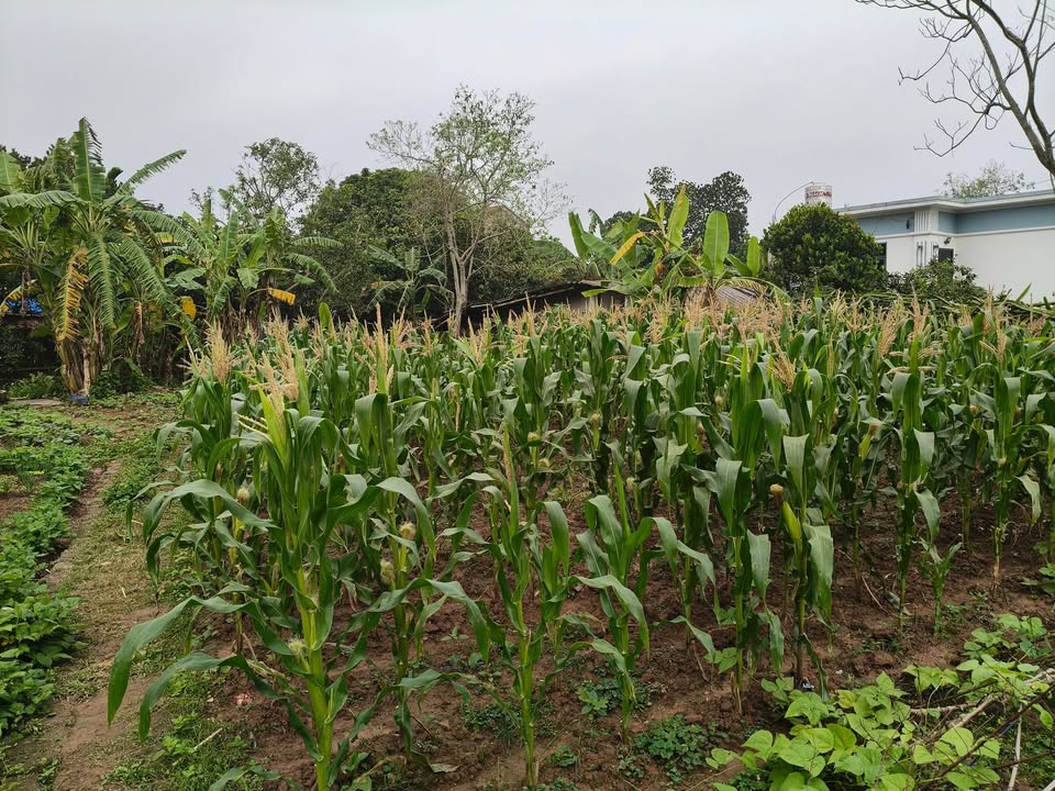 Đất nền 1000m² tại An Ninh, Bình Lục - Xây nhà vườn lý tưởng!