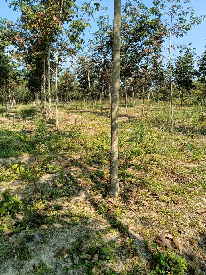 Đất Farm 1,6ha tại Cư Knia, Đắk Nông giá 1,3 tỷ - Đầu tư tiềm năng!