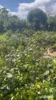 Đất nền 210m² tại Xã Đắk Wil, Huyện Cư Jút - Giá chỉ 370 triệu, vị trí thuận lợi!