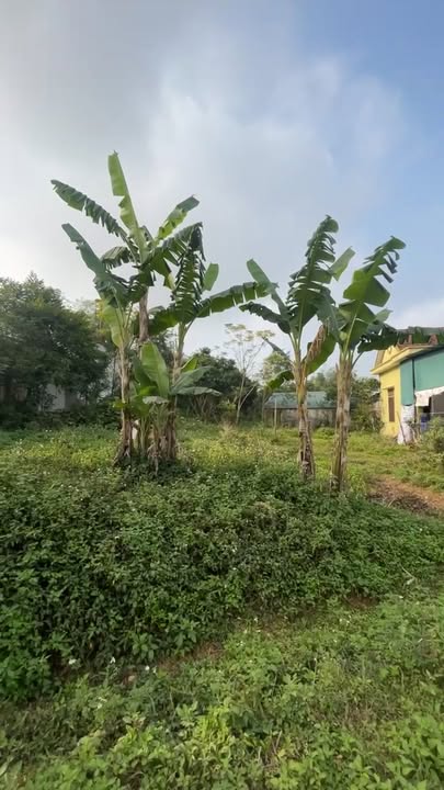 Đất nền Nghĩa Hưng, Nghĩa Đàn 125m² giá chỉ 1.4 tỷ - Sổ đỏ chính chủ!