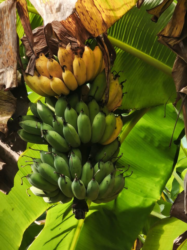 Đất nền thổ cư Hoà Long 147m² giá 1.3 tỷ - Đường nhựa thông lớn!