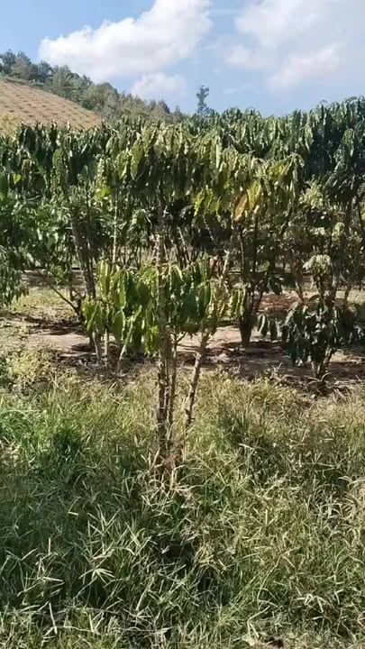 Đất Farm 18000m² tại Phúc Thọ, Lâm Hà - Giá chỉ 5 tỷ, cơ hội đầu tư tuyệt vời!