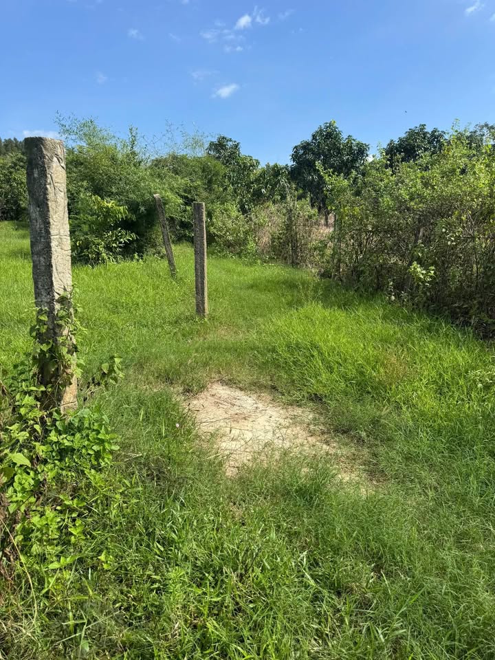 Đất Farm Thôn Tân Hưng, Ninh Hòa 2942m² giá 3 tỷ - Không gian xanh lý tưởng!