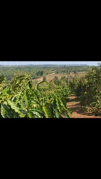 Farm 1,7ha tại Xã Ea Sin, Huyện Krông Búk - Cây sầu riêng cho thu nhập ổn định!