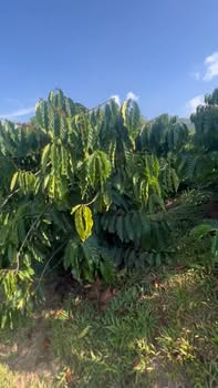 Đất Farm 10,000m² tại Xã Tân Quý Tây, Bình Chánh - Giá chỉ 2.1 tỷ!