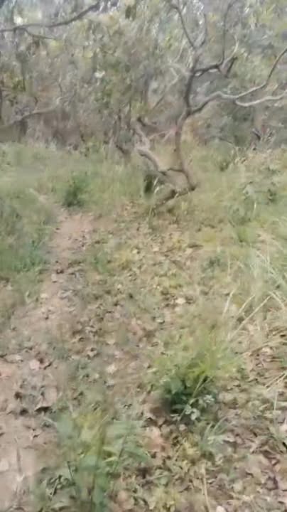 Đất Farm 3ha tại Đoàn Kết, Bù Đăng giá 1.3 tỷ - Đầu tư sinh lời ngay!