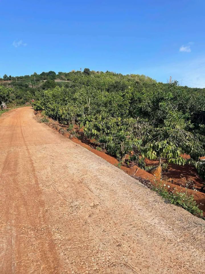 Đất mặt đường Huyện Lâm Hà 1000m² giá 800 triệu - Cơ hội đầu tư hấp dẫn!