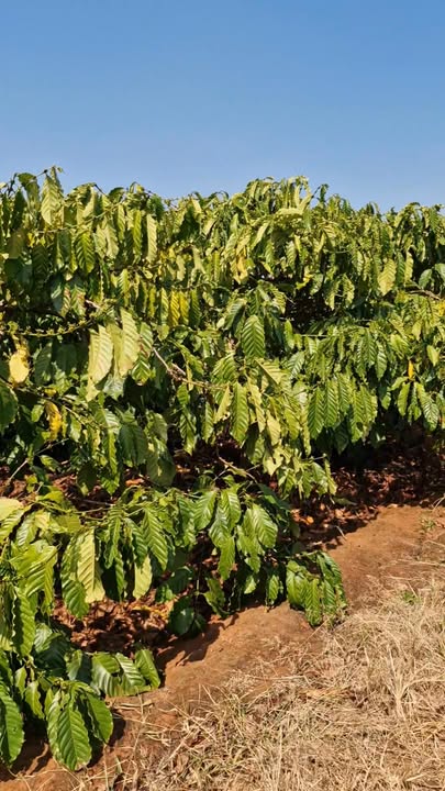 Đất Farm 1,1ha thôn Ho Bi, xã Chư Pơng, Chư Sê, Gia Lai giá 1,5 tỷ - Đầu tư sinh lời ngay!