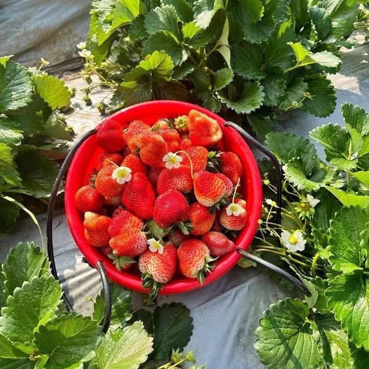 Đất nền 720m² đường Cao Thắng, Đak Đoa - Giá chỉ 1.55 tỷ, cơ hội đầu tư tuyệt vời!