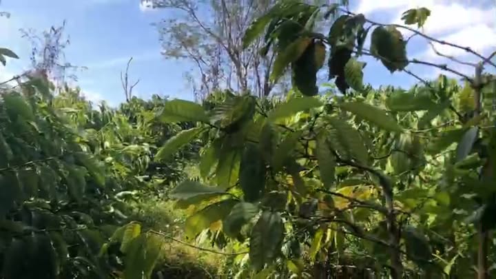 Farm cà phê 6 sào tại Huyện Đông Hòa, Phú Yên giá 1.35 tỷ - Đầu tư sinh lời ngay!