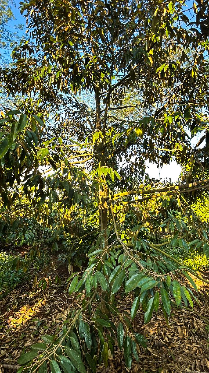 Farm đất 2016m² tại Xã Ea Hồ, Huyện Krông Năng - Giá chỉ 280 triệu