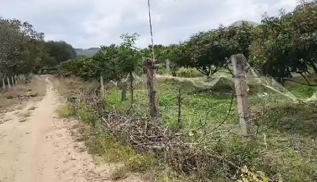 Farm 2,3ha Ea Ô - Giá 8.1 tỷ - Pháp lý sổ đỏ đầy đủ